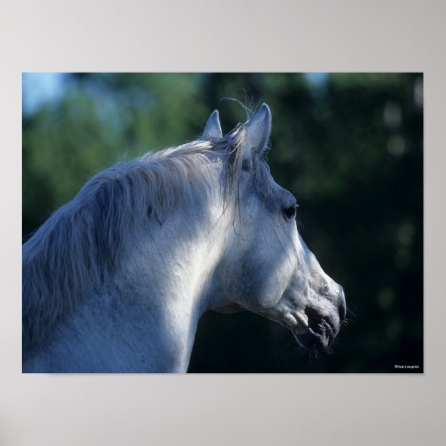 Bob Langrish | Grauer Trakehner-Stallion Headshot Poster (Vorne)