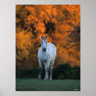 Bob Langrish   Grauer Warmblut Stehend Herbst Poster