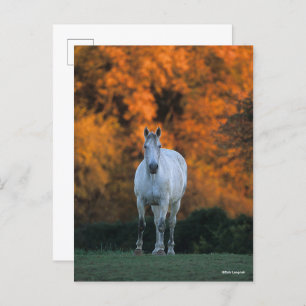 Bob Langrish   Grauer Warmblut Stehend Herbst Postkarte
