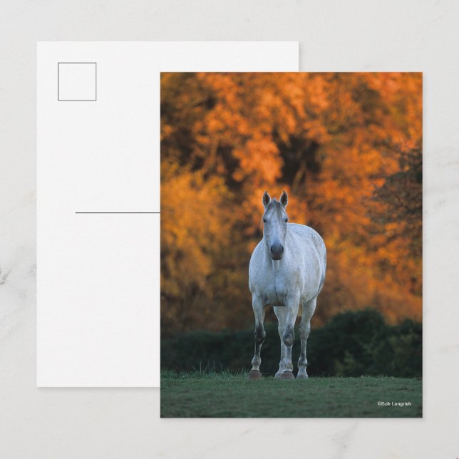 Bob Langrish | Grauer Warmblut Stehend Herbst Postkarte (Vorne/Hinten)