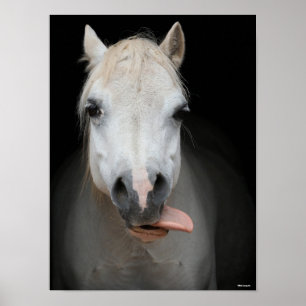 Bob Langrish Grauer Welsh Pony Tongue Out Headsh Poster