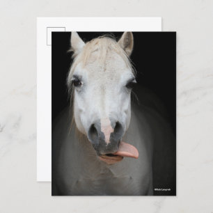 Bob Langrish   Grauer Welsh Pony Tongue Out Headsh Postkarte