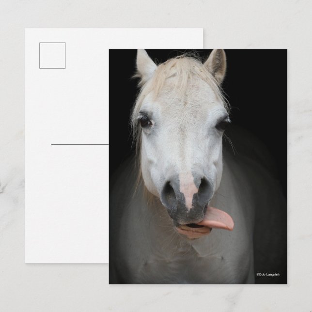 Bob Langrish | Grauer Welsh Pony Tongue Out Headsh Postkarte (Vorne/Hinten)