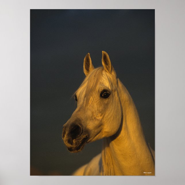 Bob Langrish | Graues arabisches Headshot in Sunse Poster (Vorne)