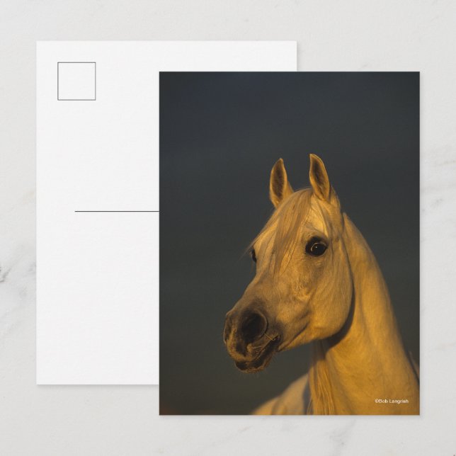 Bob Langrish | Graues arabisches Headshot in Sunse Postkarte (Vorne/Hinten)