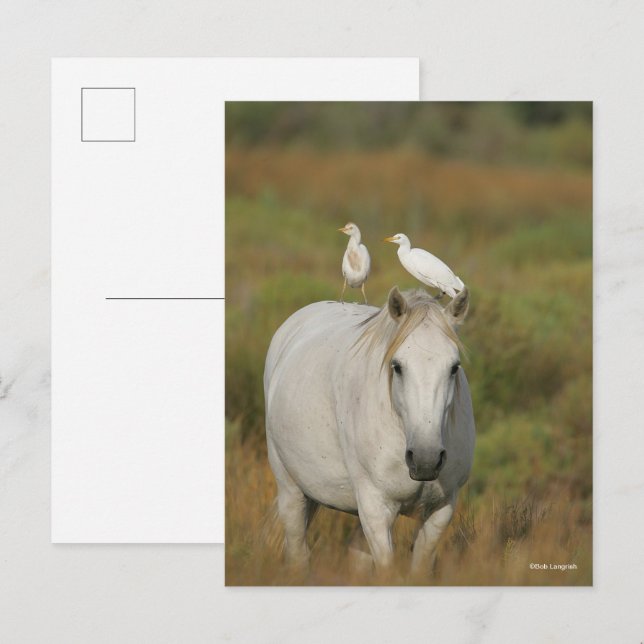 Bob Langrish | Graues Camargue-Pferd mit zwei Vöge Postkarte (Vorne/Hinten)