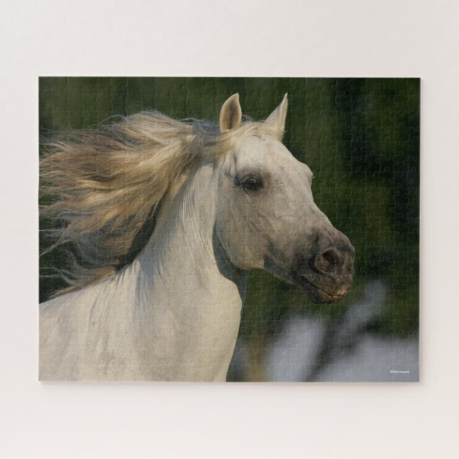 Bob Langrish Gray Andalucian Headshot Mane Flows (Horizontal)