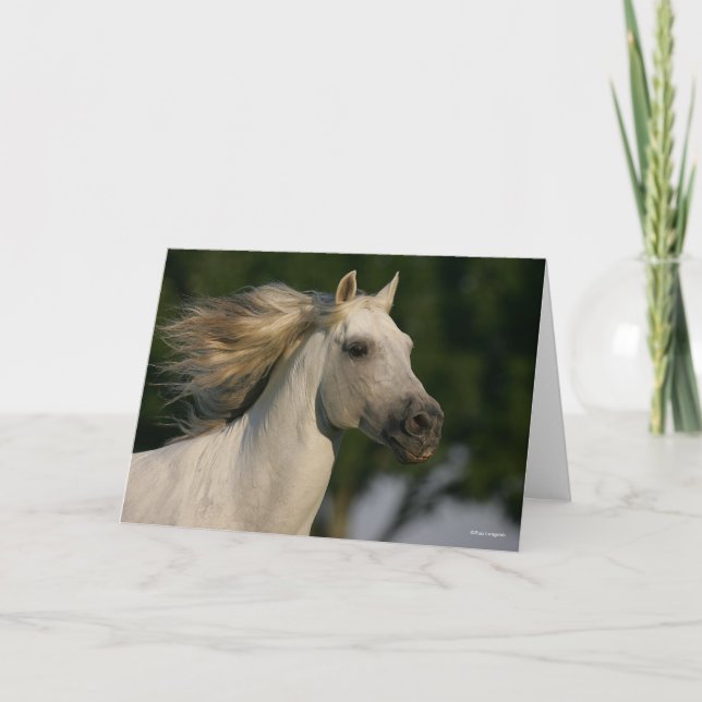 Bob Langrish Gray Andalucian Headshot Mane Flows Karte (Vorderseite)