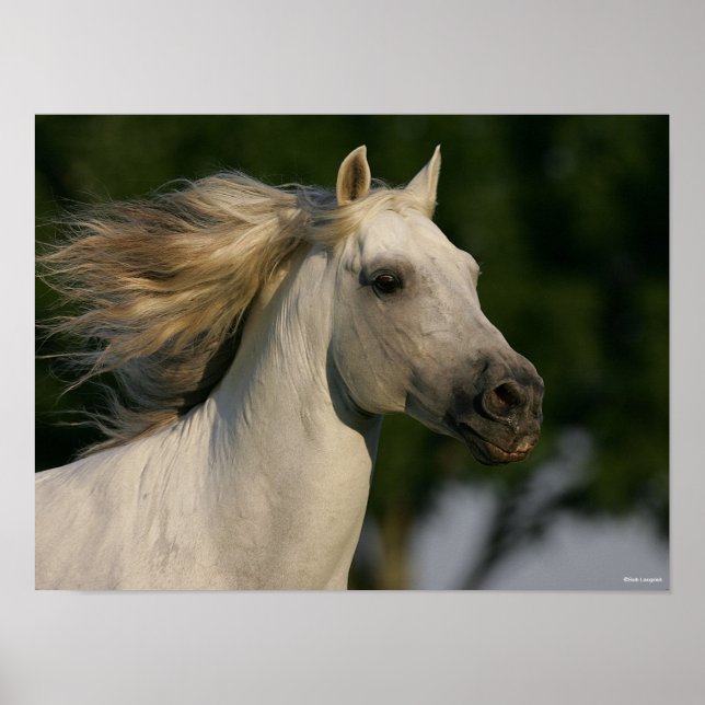 Bob Langrish Gray Andalucian Headshot Mane Flows Poster (Vorne)