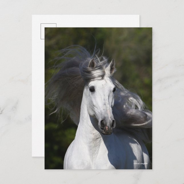 Bob Langrish Gray Andalucian Kopfschuss Mane Flows Postkarte (Vorne/Hinten)