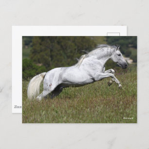 Bob Langrish Gray Andalusier geht durch Gras Postkarte