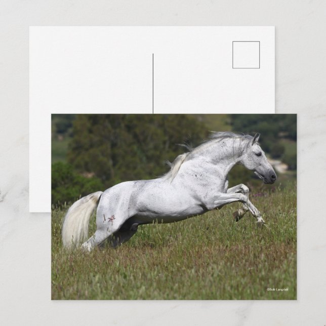 Bob Langrish Gray Andalusier geht durch Gras Postkarte (Vorne/Hinten)