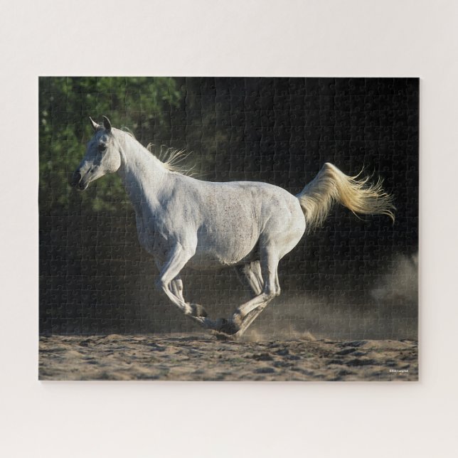 Bob Langrish | Gray Arab Mare Running (Horizontal)