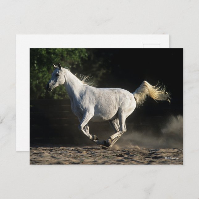 Bob Langrish | Gray Arab Mare Running Postkarte (Vorne/Hinten)