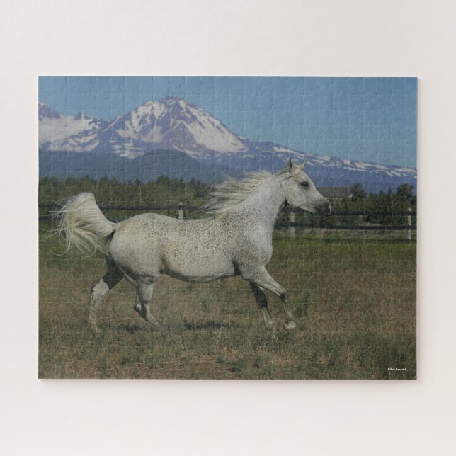 Bob Langrish Gray Arab Running Mountain Hintergrun (Horizontal)