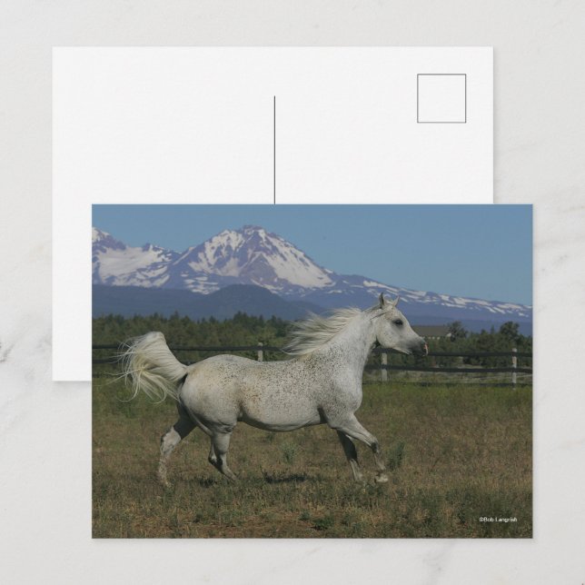 Bob Langrish Gray Arab Running Mountain Hintergrun Postkarte (Vorne/Hinten)