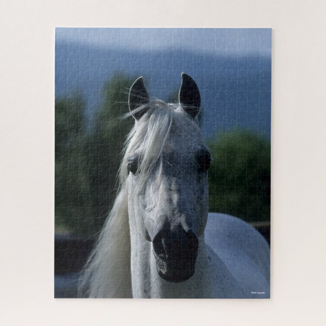 Bob Langrish Gray Arab Stallion Stehender Headshot (Vertikal)