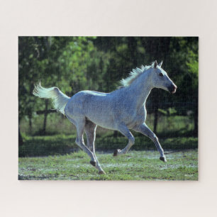Bob Langrish Gray Thoroughbred Stallion Running