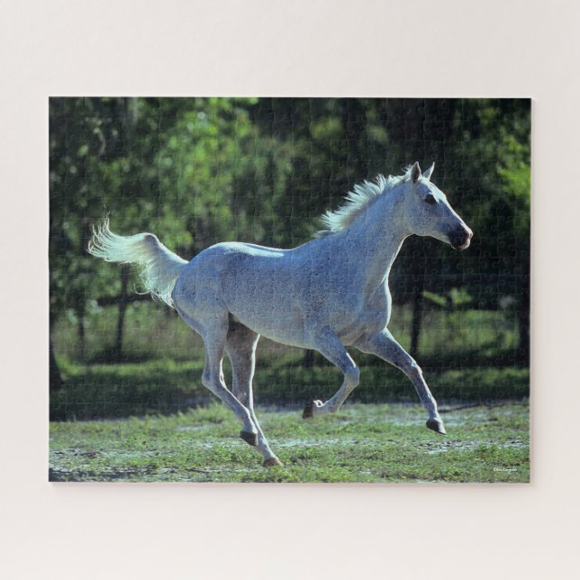 Bob Langrish | Gray Thoroughbred Stallion Running (Horizontal)