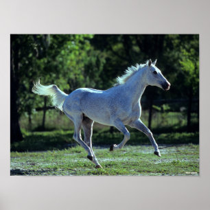 Bob Langrish Gray Thoroughbred Stallion Running Poster