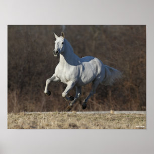 Bob Langrish Grey Andalucian Running Poster