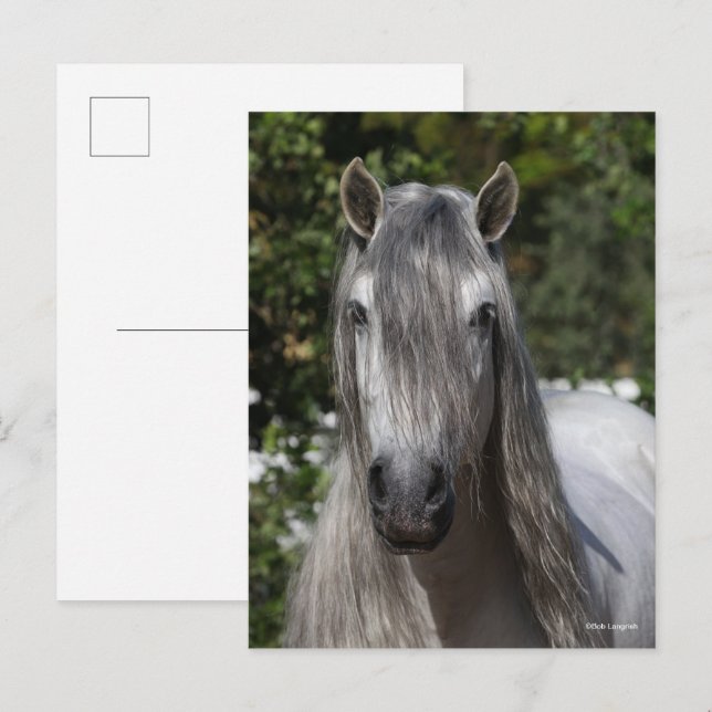Bob Langrish | Grey Andalucian Stallion headshot Postkarte (Vorne/Hinten)