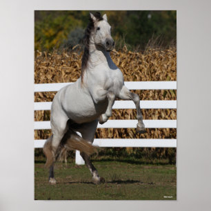 Bob Langrish   Grey Andalucian Stallion Rearing Poster