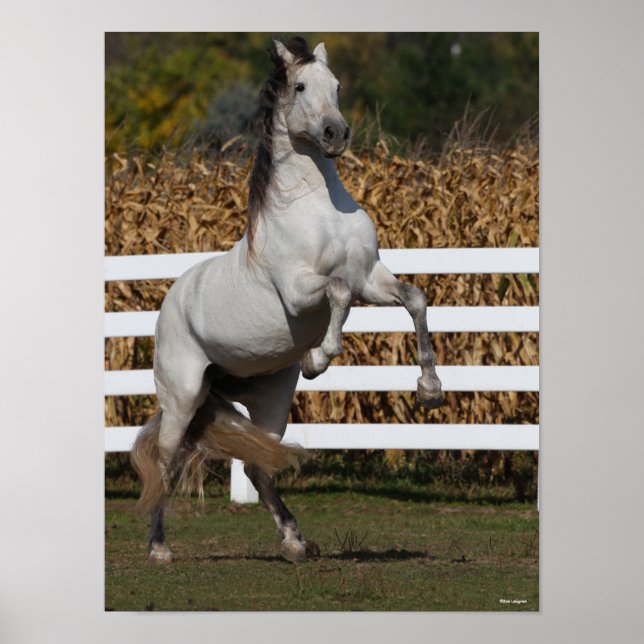 Bob Langrish | Grey Andalucian Stallion Rearing Poster (Vorne)