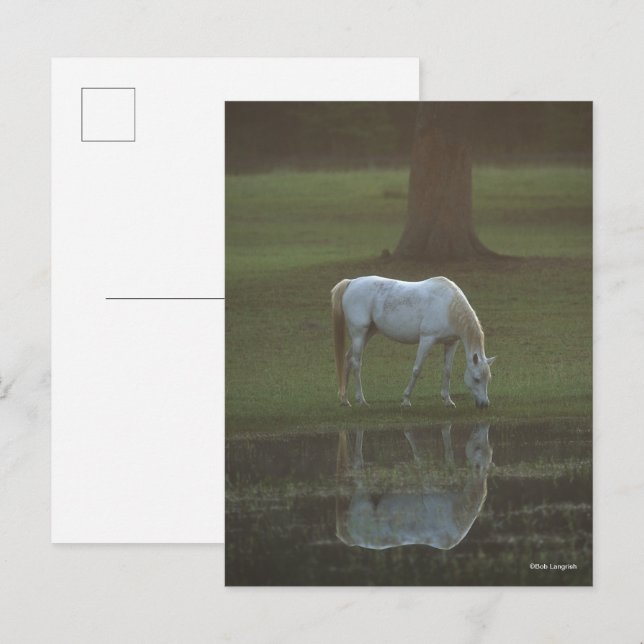Bob Langrish | Grey Arab Grazing Water Reflection Postkarte (Vorne/Hinten)