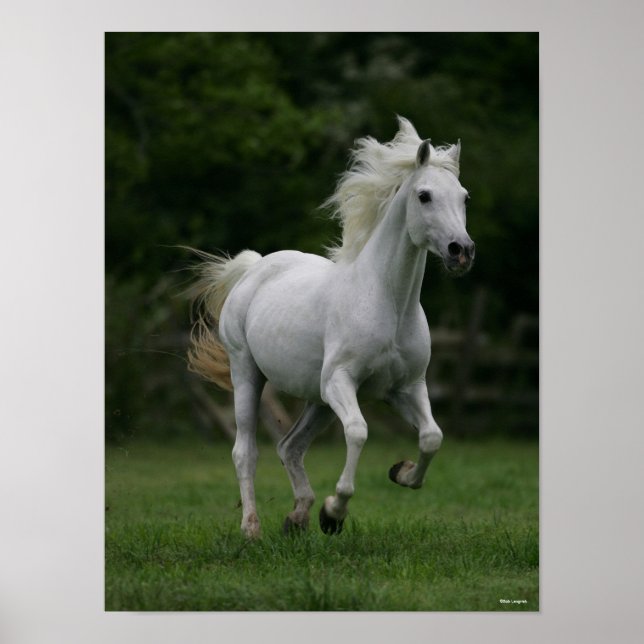 Bob Langrish | Grey Arab Running Mane Flowing Poster (Vorne)