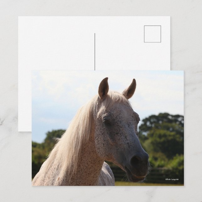 Bob Langrish | Grey Arab Stallion Headshot Backlit Postkarte (Vorne/Hinten)