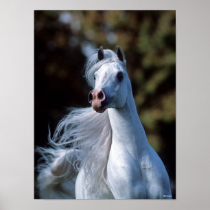 Bob Langrish Grey Arab Stallion Headshot Poster