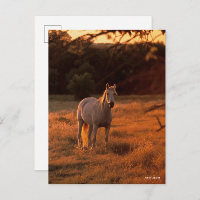 Bob Langrish | Grey Arab Standing at Sunset Postkarte (Vorne/Hinten)