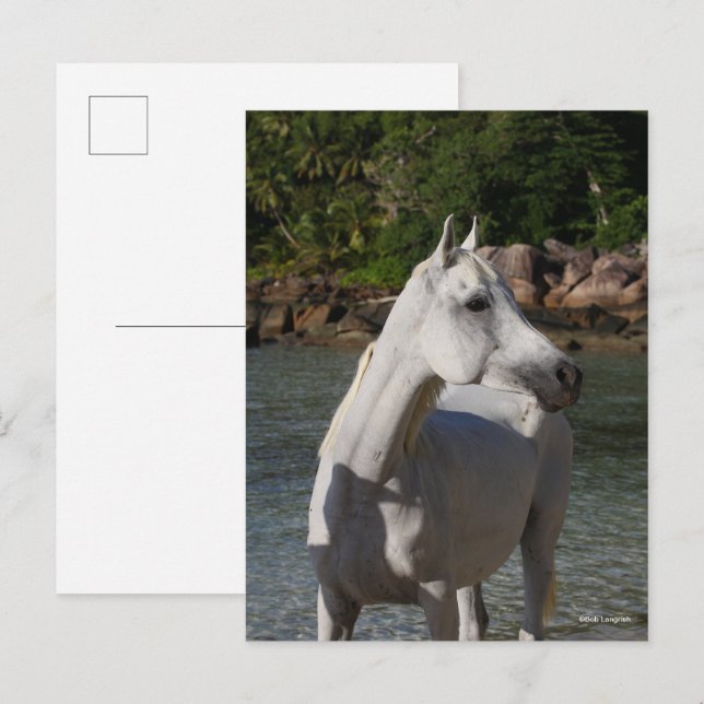 Bob Langrish | Grey Arab Standng in the Sea Postkarte (Vorne/Hinten)