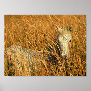 Bob Langrish Grey Camargue Pony Lying In Reeds Poster