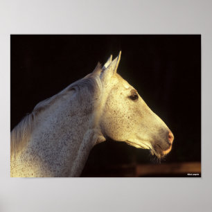 Bob Langrish Grey Thoroughbred Stallion Headshot Poster