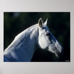 Bob Langrish Grey Warmblood Standing Headshot Poster