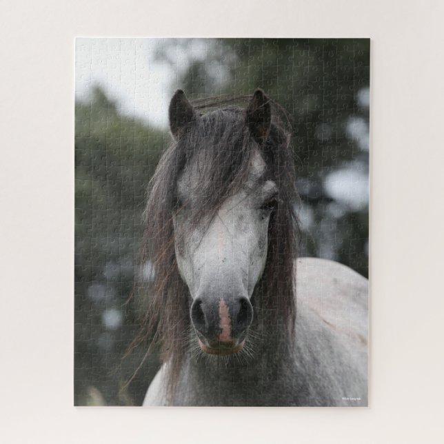 Bob Langrish | Grey Welsh Pony Headshot (Vertikal)