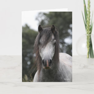 Bob Langrish Grey Welsh Pony Headshot Karte