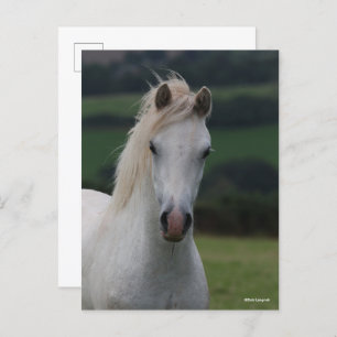 Bob Langrish Grey Welsh Pony Headshot Postkarte