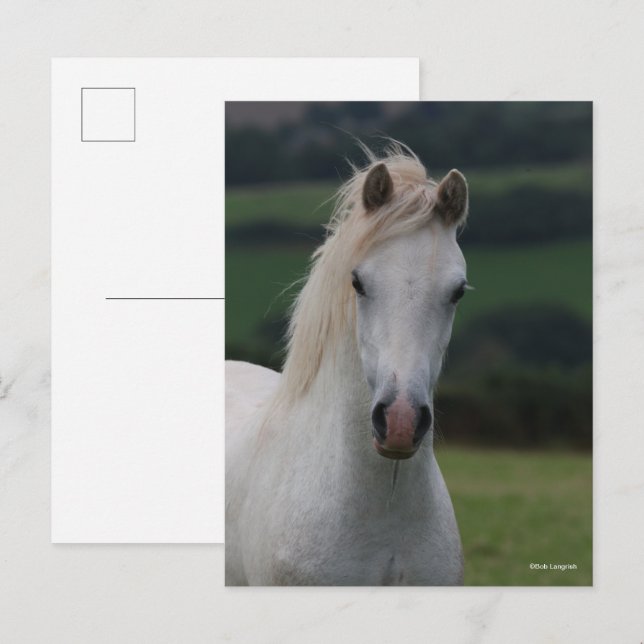 Bob Langrish | Grey Welsh Pony Headshot Postkarte (Vorne/Hinten)