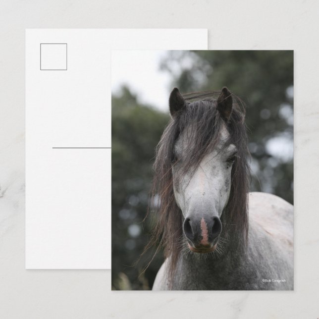 Bob Langrish | Grey Welsh Pony Headshot Postkarte (Vorne/Hinten)