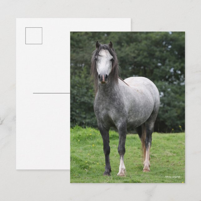 Bob Langrish | Grey Welsh Pony Standing Postkarte (Vorne/Hinten)