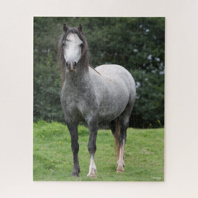 Bob Langrish | Grey Welsh Pony Stehend (Vertikal)
