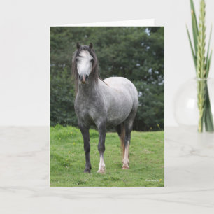 Bob Langrish Grey Welsh Pony Stehend Karte