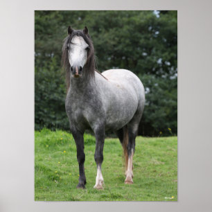 Bob Langrish Grey Welsh Pony Stehend Poster