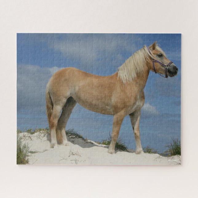 Bob Langrish | Haflinger am Strand Stehend (Horizontal)