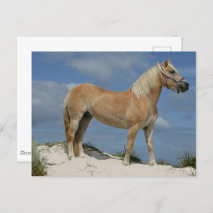 Bob Langrish Haflinger am Strand Stehend Postkarte