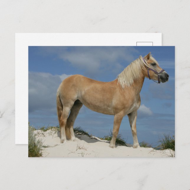Bob Langrish | Haflinger am Strand Stehend Postkarte (Vorne/Hinten)