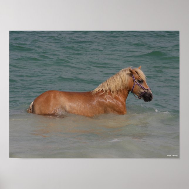 Bob Langrish | Haflinger Pferd schwimmen im Meer Poster (Vorne)